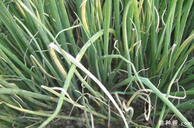 大葱白色疫病如何防治？