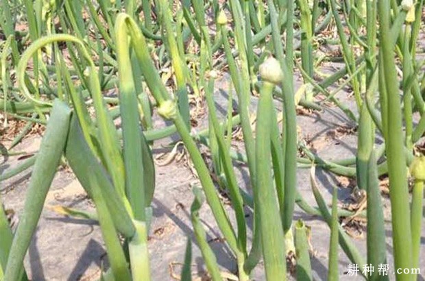 大葱白色疫病如何防治？