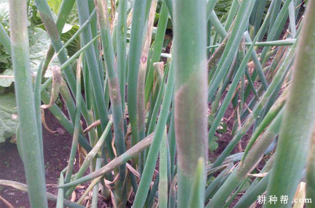 大葱灰霉病如何防治？