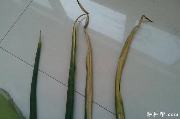 大葱灰霉病如何防治？