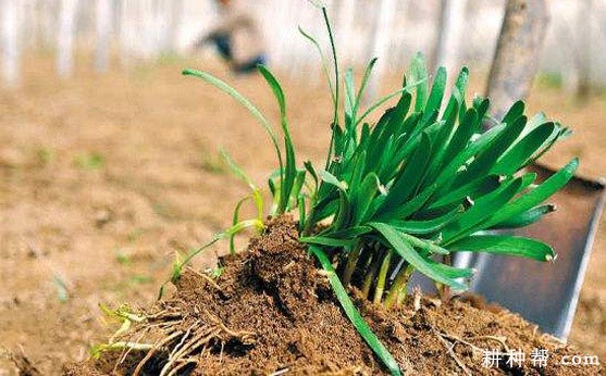 韭菜的繁殖方式有几种? 韭菜的繁殖方式有几种?