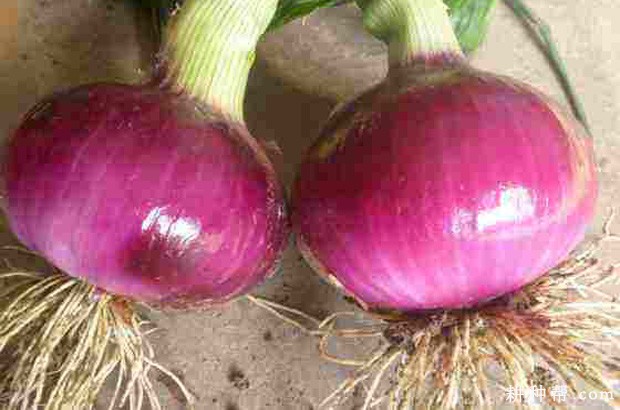 红洋1号洋葱品种好不好？