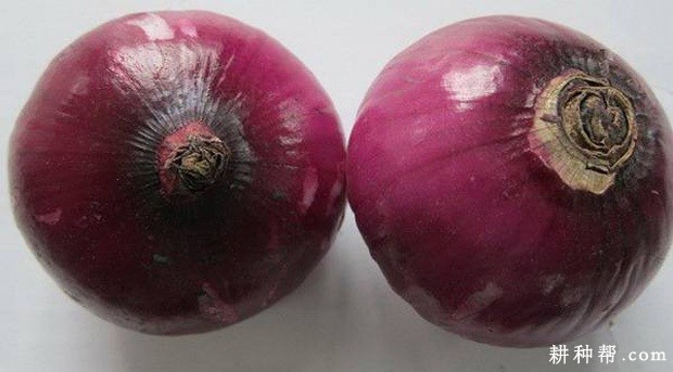 红洋1号洋葱品种好不好？
