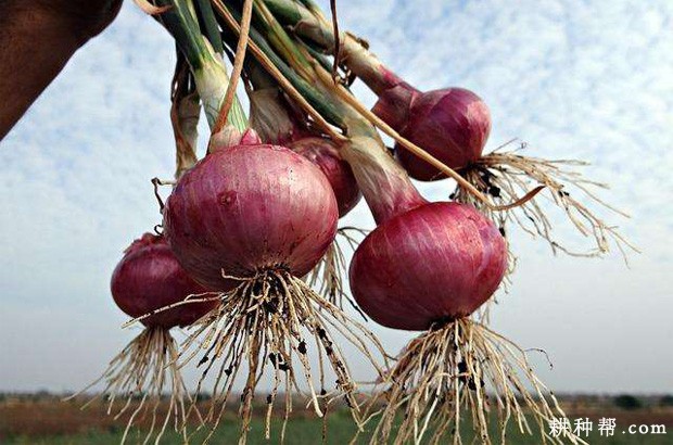 天正201洋葱品种好不好？