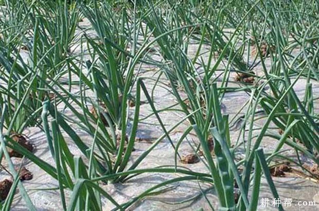 天正201洋葱品种好不好？