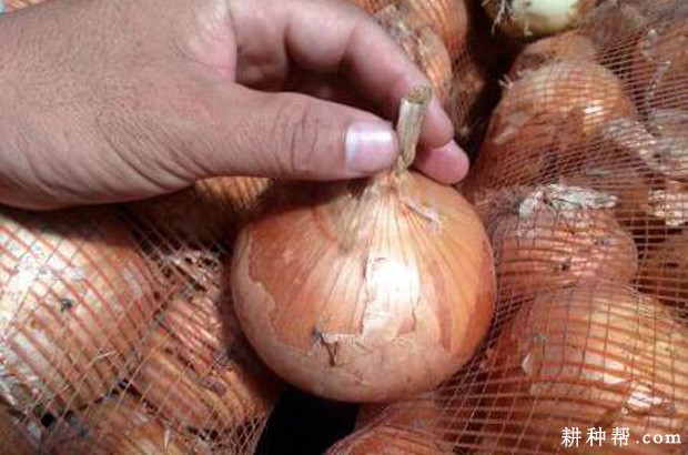 银球1号洋葱品种好不好? 银球1号洋葱品种好不好?