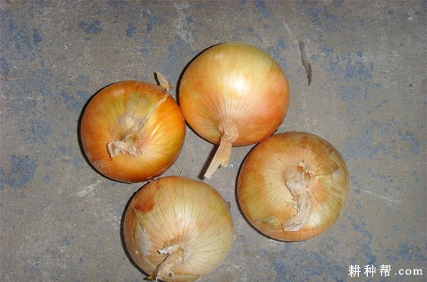 银球1号洋葱品种好不好? 银球1号洋葱品种好不好?