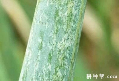 大葱霜霉病如何防治？