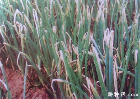 大葱霜霉病如何防治？