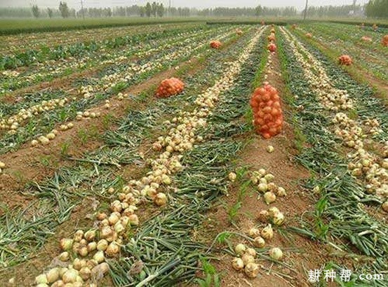 天正福星洋葱品种好不好？