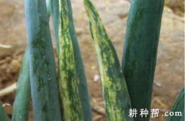 大葱霜霉病如何防治？