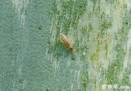 大葱如何防治葱蓟马? 大葱如何防治葱蓟马?