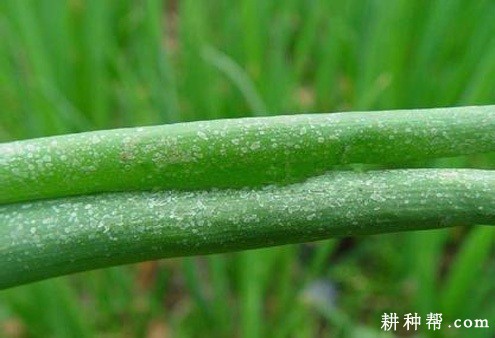 大葱如何防治葱蓟马? 大葱如何防治葱蓟马?