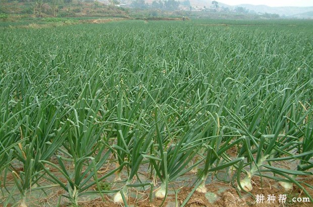 白珍珠一号洋葱品种好不好？