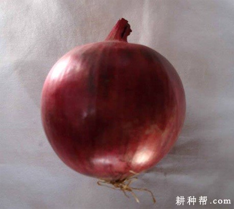 红绣球洋葱品种好不好? 红绣球洋葱品种好不好?
