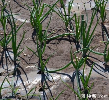 红绣球洋葱品种好不好? 红绣球洋葱品种好不好?