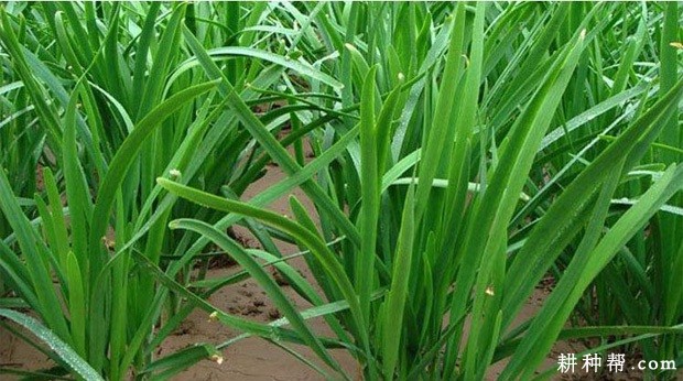 韭菜什么时候播种？