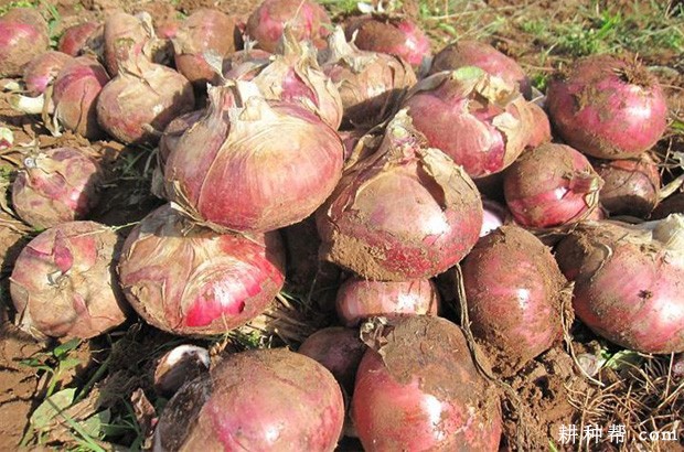 状元红洋葱品种好不好？