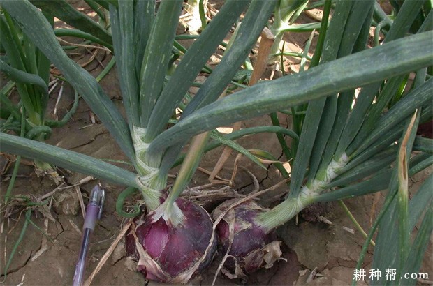 状元红洋葱品种好不好？