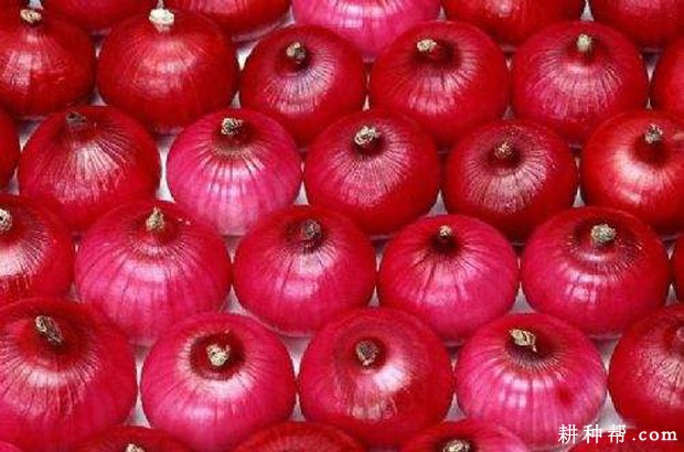 状元红洋葱品种好不好？
