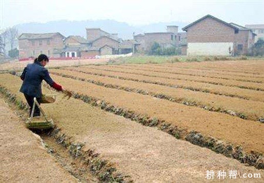 韭菜育苗前要做什么准备？