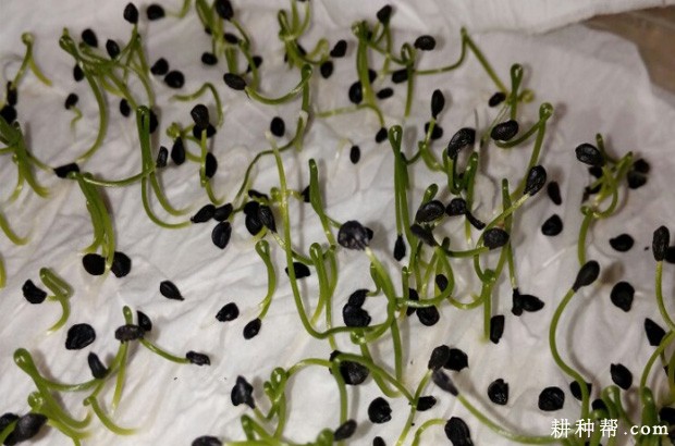 韭菜育苗前要做什么准备？