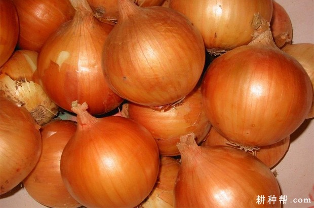 洋葱有几种类型? 洋葱有几种类型?