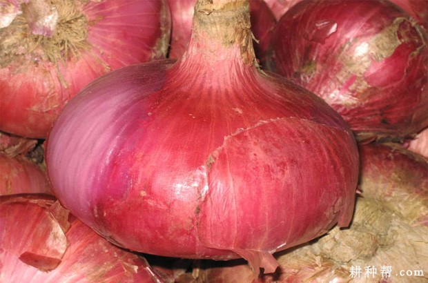 洋葱有几种类型? 洋葱有几种类型?