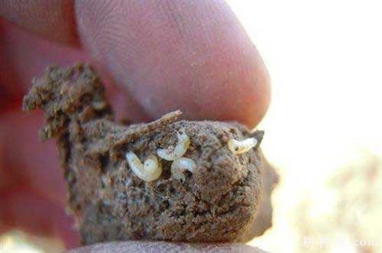 大葱如何防治葱蝇? 大葱如何防治葱蝇?