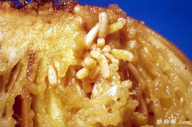 大葱如何防治葱蝇? 大葱如何防治葱蝇?