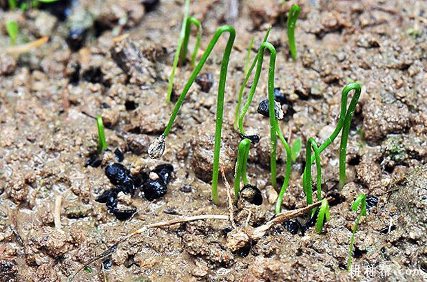 韭菜种子发芽率怎么测? 韭菜种子发芽率怎么测?