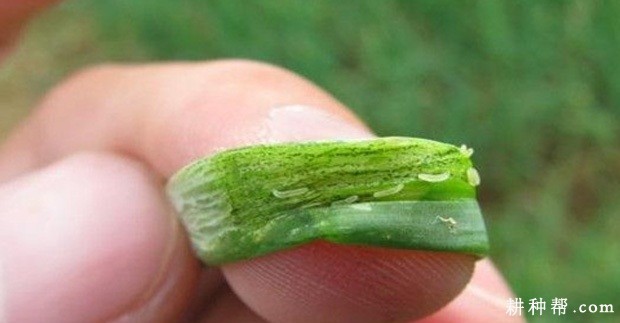 大葱如何防治葱斑潜蝇？