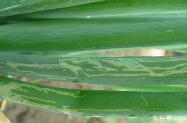 大葱如何防治葱斑潜蝇？