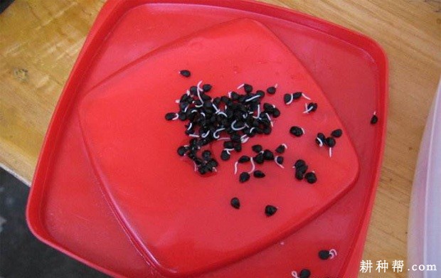 韭菜种子如何挑选? 韭菜种子如何挑选?