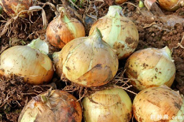 天正105洋葱品种好不好? 天正105洋葱品种好不好?