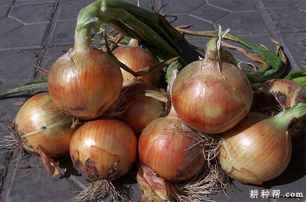 天正105洋葱品种好不好? 天正105洋葱品种好不好?