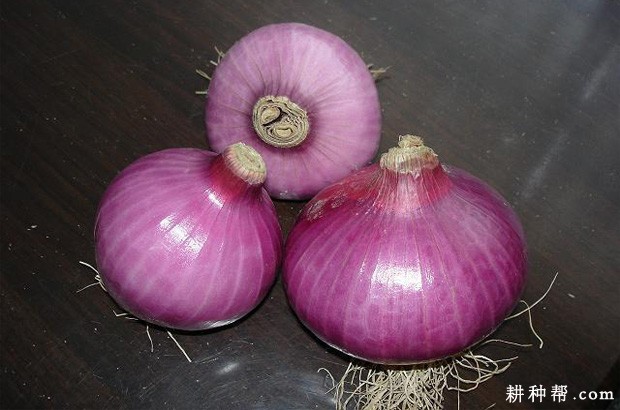红洋3号洋葱品种好不好? 红洋3号洋葱品种好不好?