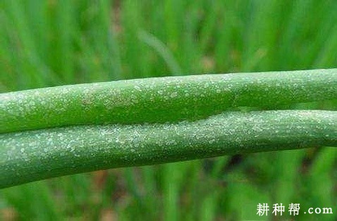 洋葱如何防治葱蓟马? 洋葱如何防治葱蓟马?