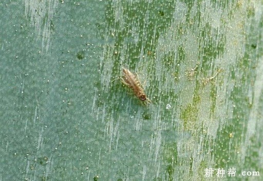 洋葱如何防治葱蓟马? 洋葱如何防治葱蓟马?