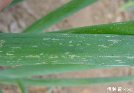 洋葱如何防治葱蓟马? 洋葱如何防治葱蓟马?