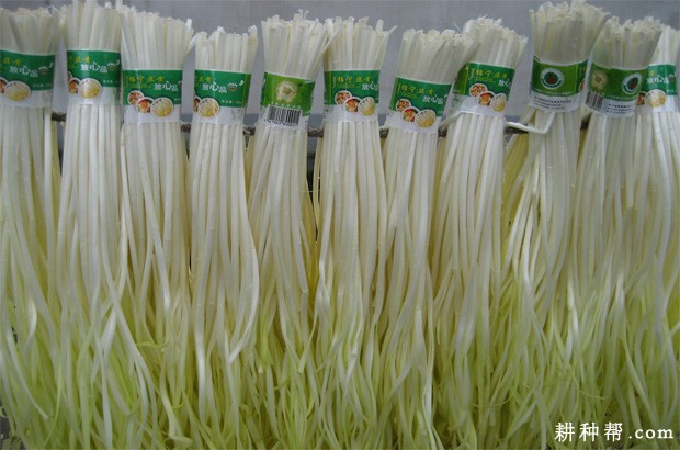 韭菜和韭黄有什么区别？    