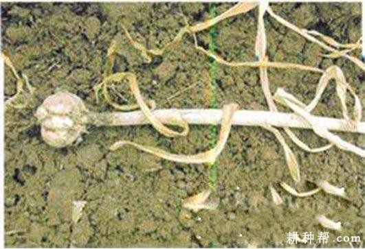 大蒜菌核病如何防治? 大蒜菌核病如何防治?
