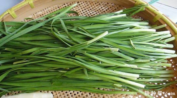 韭菜和韭黄有什么区别？    