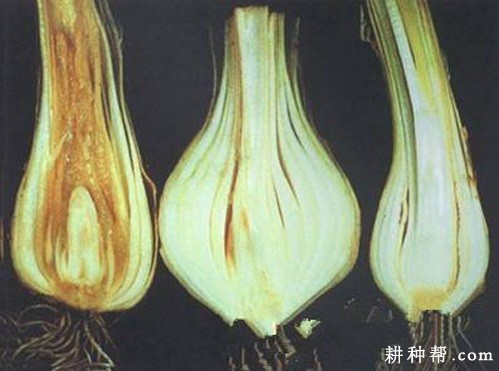 洋葱球茎腐烂病如何防治？