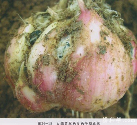 大蒜菌核病如何防治? 大蒜菌核病如何防治?