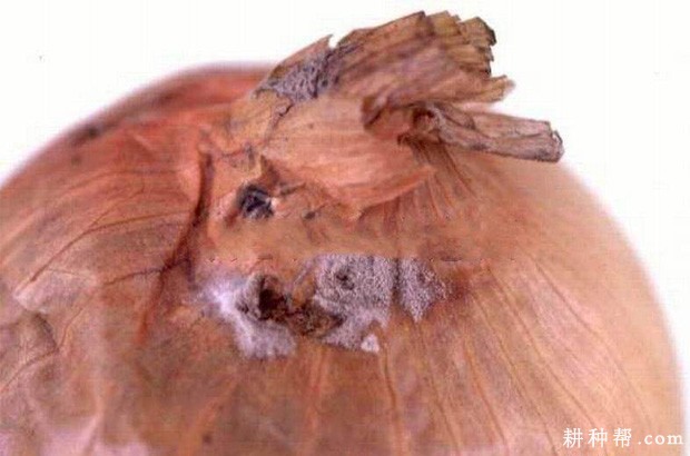 洋葱颈腐病如何防治? 洋葱颈腐病如何防治?