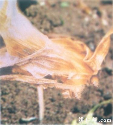 洋葱颈腐病如何防治? 洋葱颈腐病如何防治?