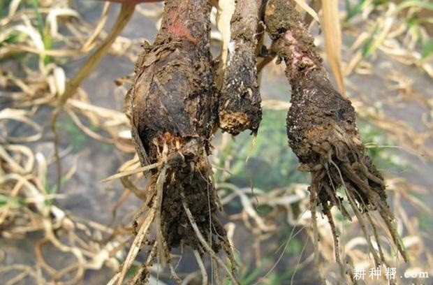 大蒜白腐病如何防治? 大蒜白腐病如何防治?