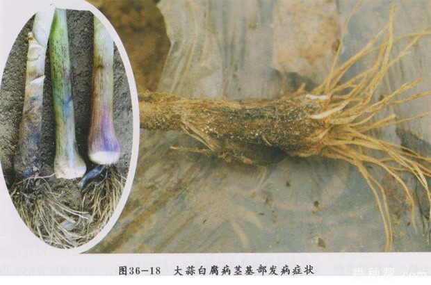 大蒜白腐病如何防治? 大蒜白腐病如何防治?