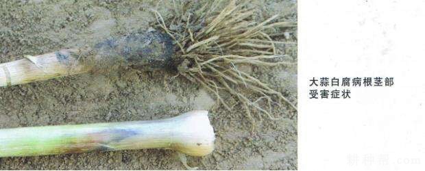 大蒜白腐病如何防治? 大蒜白腐病如何防治?